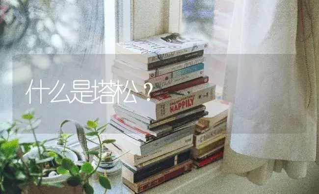 什么是塔松？ | 多肉养殖