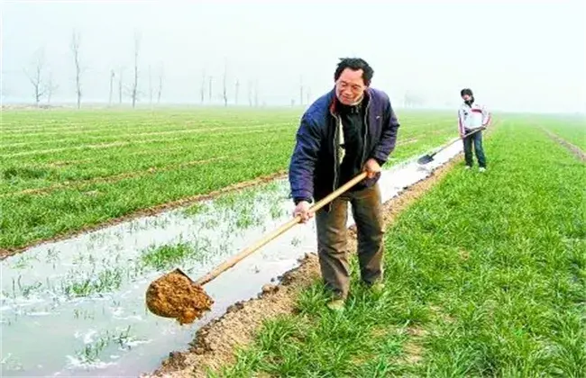 小麦冬灌小心事项