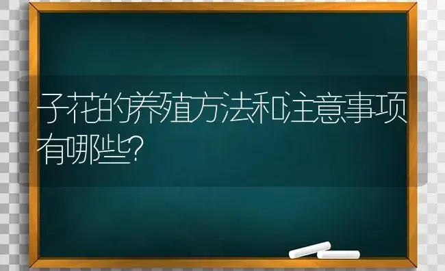 子花的养殖方法和注意事项有哪些？ | 绿植常识