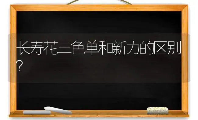 长寿花三色单和新力的区别？ | 多肉养殖