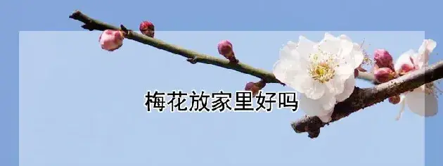 梅花放家里好吗