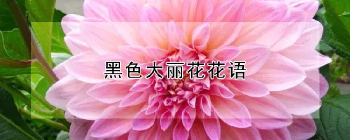 黑色大丽花花语