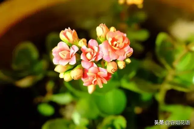 长寿花叶子扦插后怎么生长？