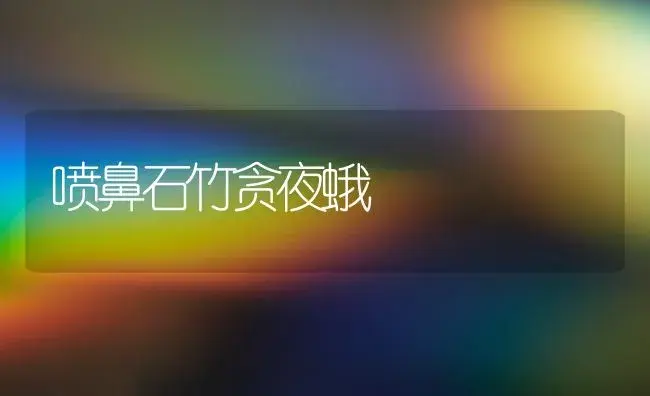 喷鼻石竹贪夜蛾 | 家庭养花