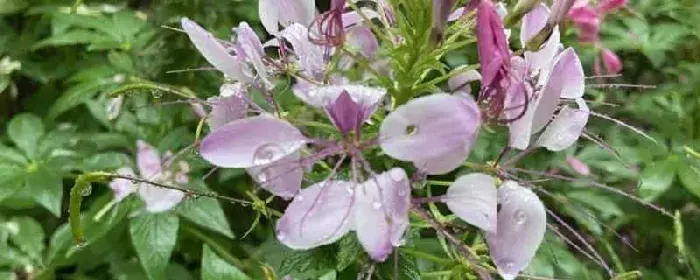 醉蝶花的花语：醉蝶花的花语 碎蝶花的花期