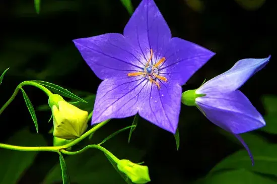 吉梗花和桔梗花花语