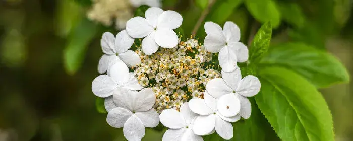 洋琼花的花语和寓意 洋琼花的介绍