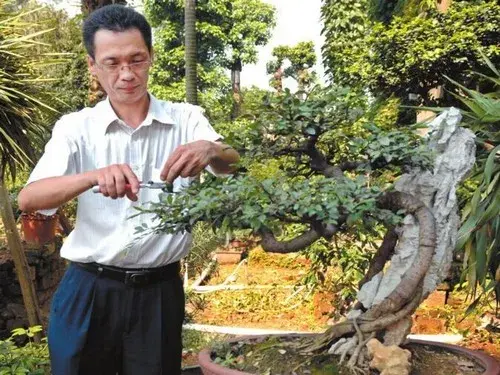 盆栽修剪 | 盆景修剪技巧