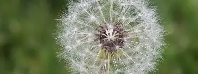 蒲公英能种植在花盆里吗