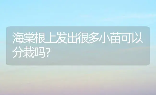 海棠根上发出很多小苗可以分栽吗？ | 绿植常识