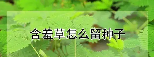 含羞草怎么留种子