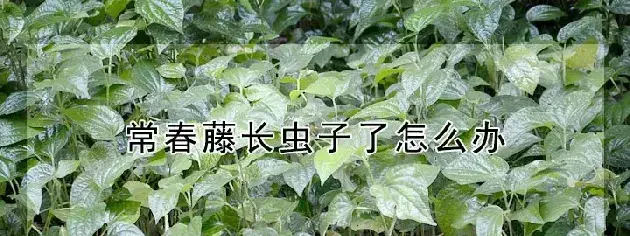 常春藤长虫子了怎么办