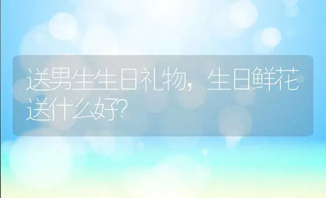 送男生生日礼物，生日鲜花送什么好？ | 绿植常识