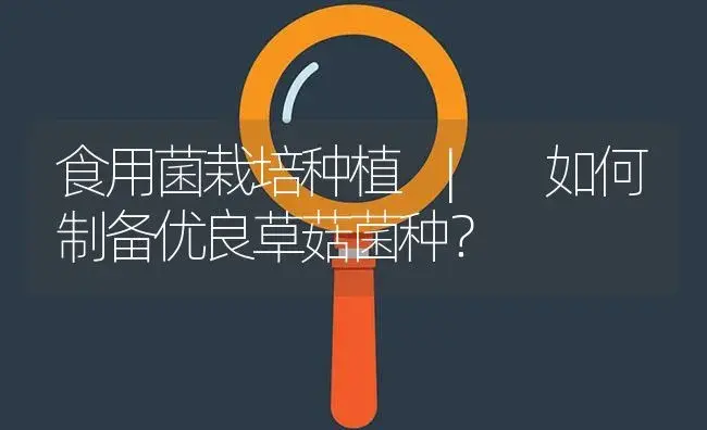 如何制备优良草菇菌种？ | 菌菇种植