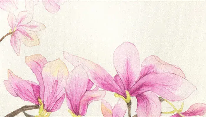 木兰花花语