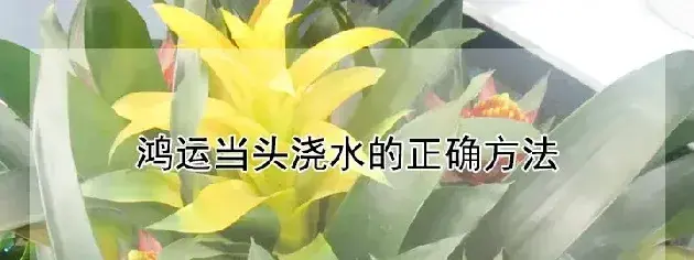 鸿运当头浇水的正确方法