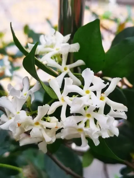 风吹茉莉花的养殖方法？