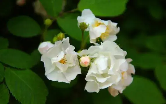 不同颜色的蔷薇花花语大全有哪些？