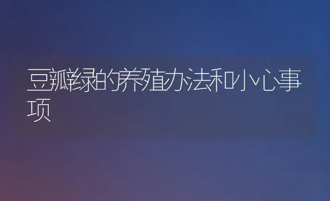 豆瓣绿的养殖办法和小心事项 | 家庭养花