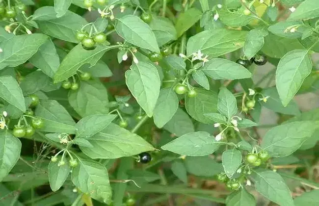 龙葵的栽培办法