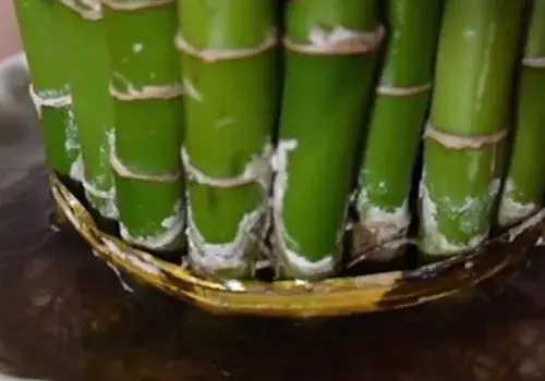 盆景知识 | 富贵竹耐冻吗