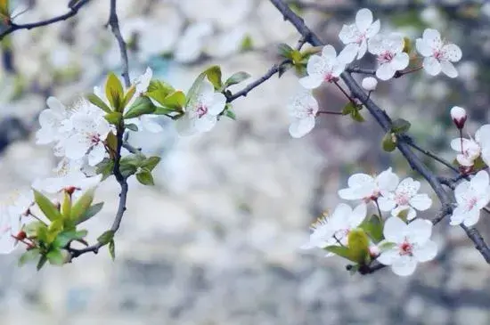 青梅花的花语