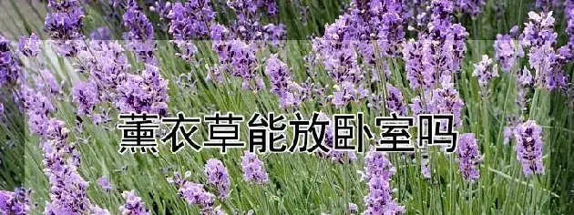 薰衣草能放卧室吗