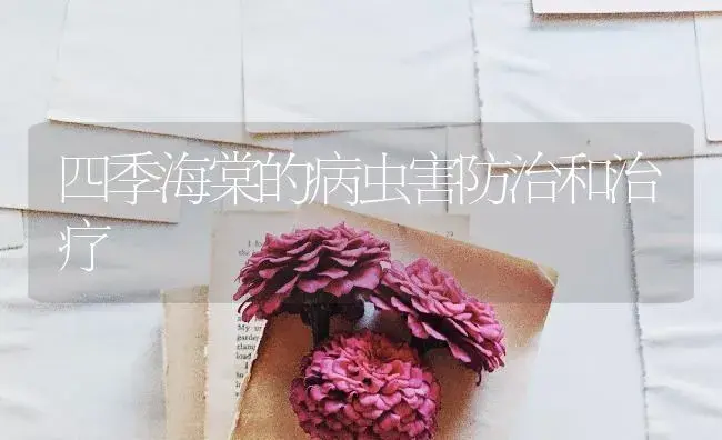 紫苏的介绍 | 特种种植