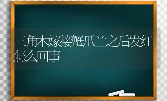 三角木嫁接蟹爪兰之后发红怎么回事 | 多肉养殖