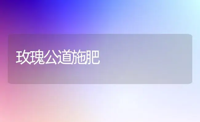 玫瑰公道施肥 | 家庭养花