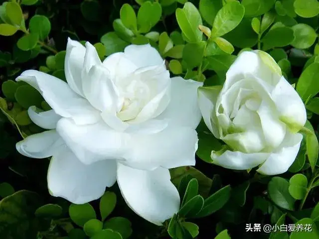 栀子花为何会叶枯叶黄？