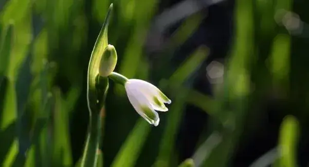 雪滴花的花语是什么 勇往直前的力量与希望_花语大全