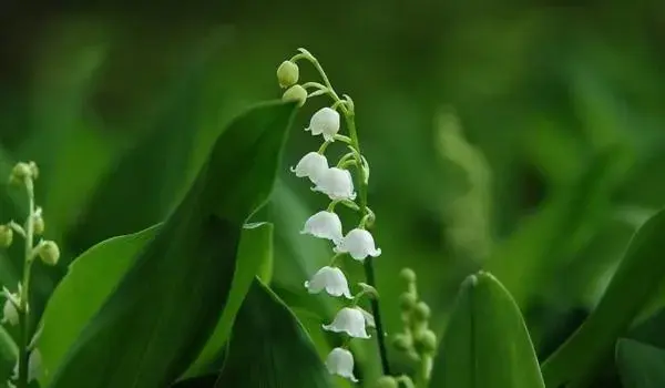 写出一种花的开花时间？