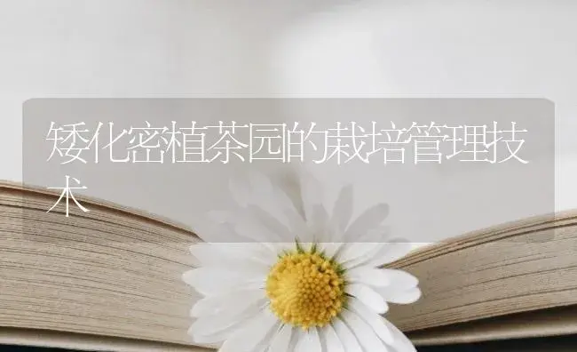 矮化密植茶园的栽培管理技术 | 农作物种植