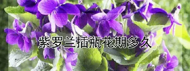 紫罗兰插瓶花期多久