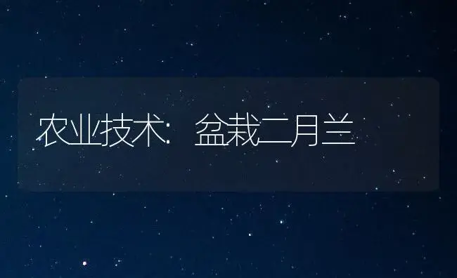 农业技术:盆栽二月兰 | 家庭养花