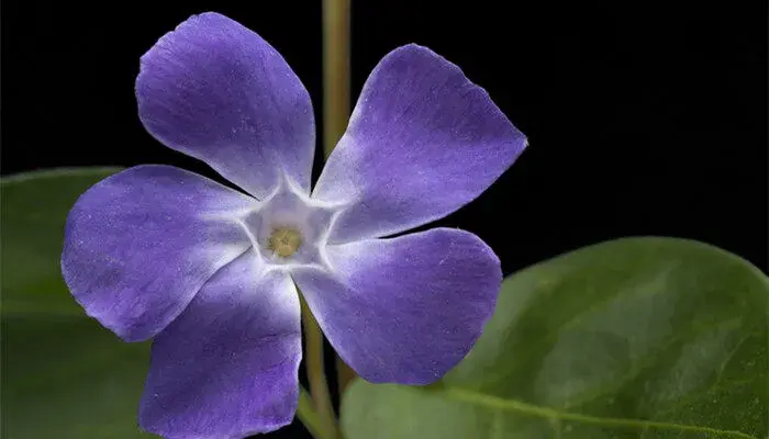 长春花的花语及传说 长春花的花语和传说