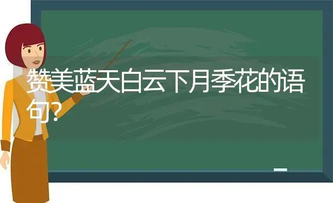 赞美蓝天白云下月季花的语句？ | 绿植常识