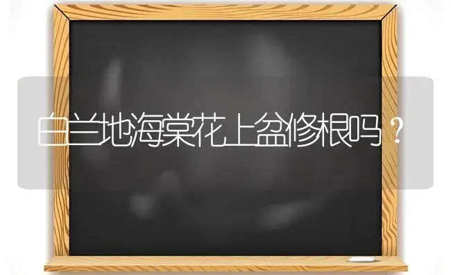 白兰地海棠花上盆修根吗？ | 绿植常识