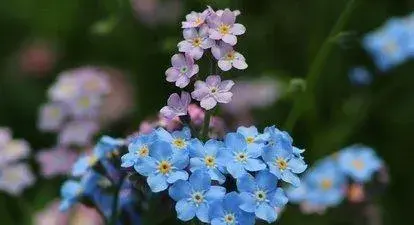 勿忘我花图片和花语拟人？