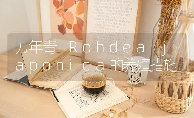 万年青 Rohdea japonica的养殖措施 | 特种种植