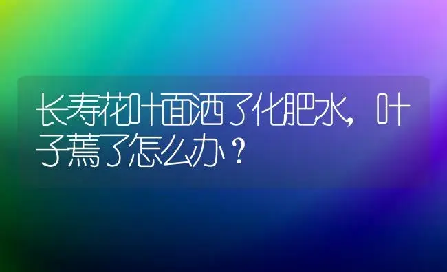 长寿花叶面洒了化肥水,叶子蔫了怎么办？ | 多肉养殖