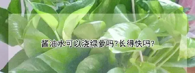 酱油水可以浇绿萝吗?长得快吗?