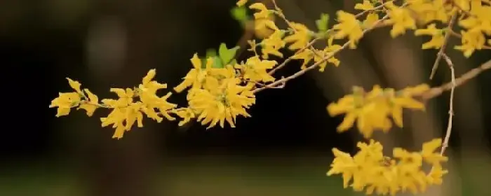 金钟花的花语