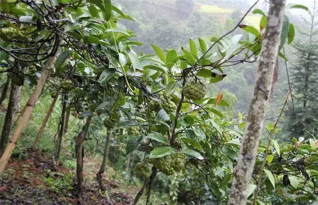 黑老虎的种植技术