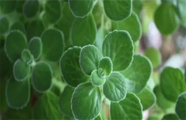 碰碰香种植的堤防事项