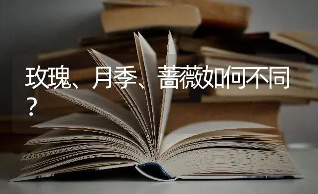 玫瑰、月季、蔷薇如何不同？ | 特种种植