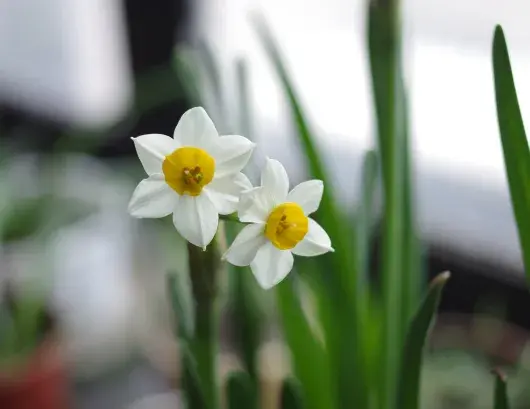 水仙花花语，水仙花的养殖方法和注意事项