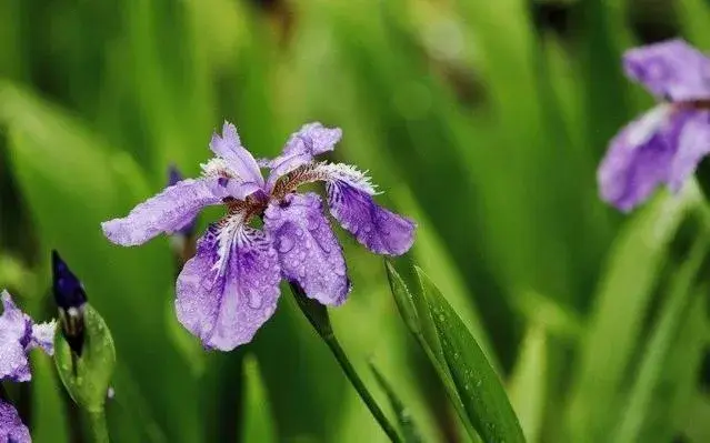 那些花的花语，你真的都知道吗？快来收藏吧