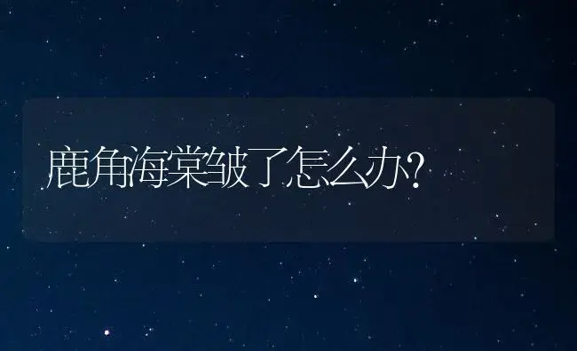 鹿角海棠皱了怎么办？ | 家庭养花